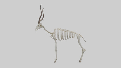 Kudu Skeleton Model VR / AR / low-poly