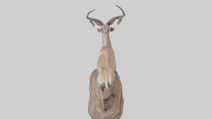 3D model Kudu statue model VR / AR / low-poly