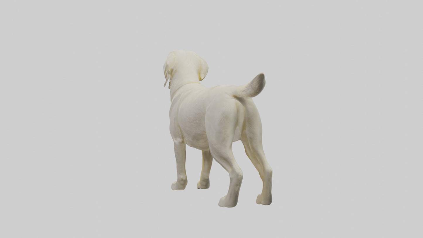 Labrador Retriever statue model VR / AR / low-poly