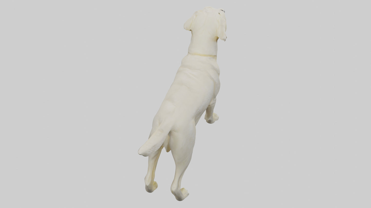 Labrador Retriever statue model VR / AR / low-poly