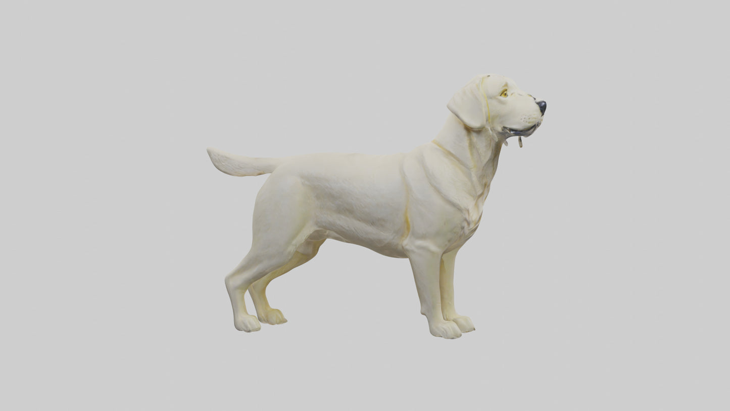 Labrador Retriever statue model VR / AR / low-poly