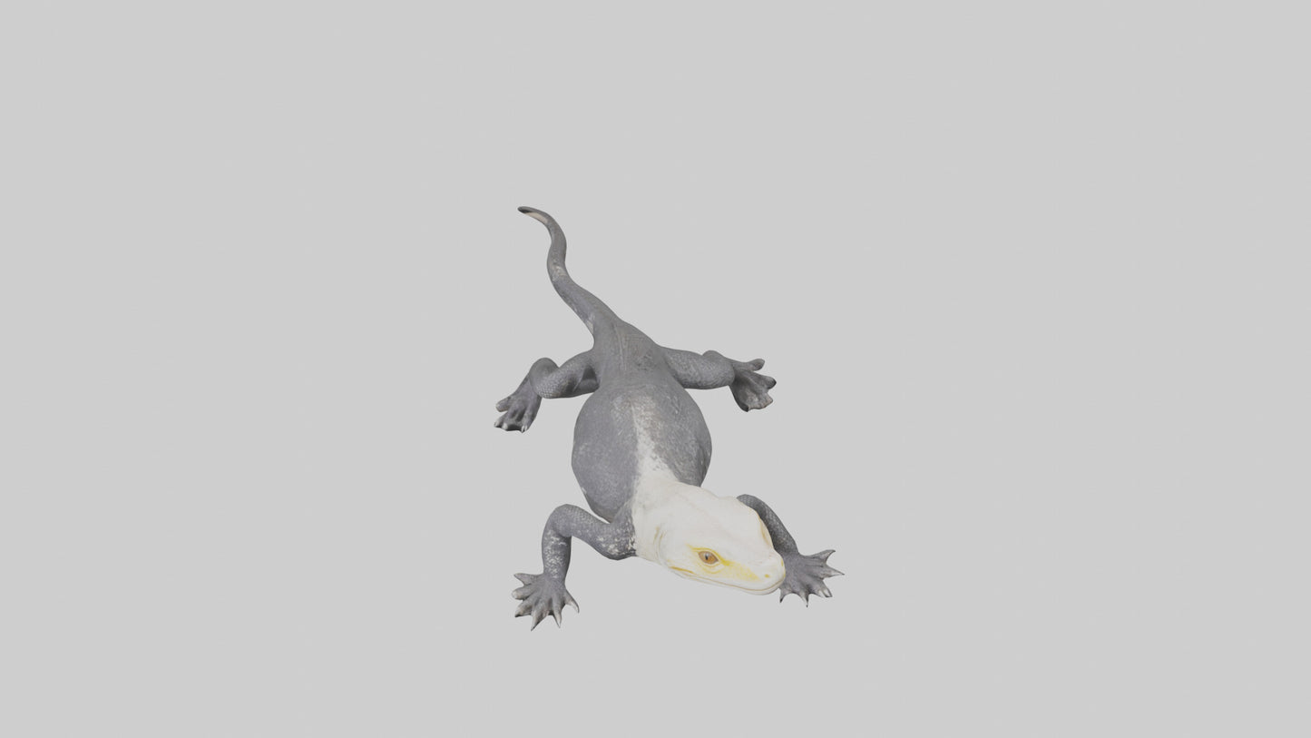 Lace Monitor resting model VR / AR / low-poly