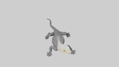 Lace Monitor resting model VR / AR / low-poly