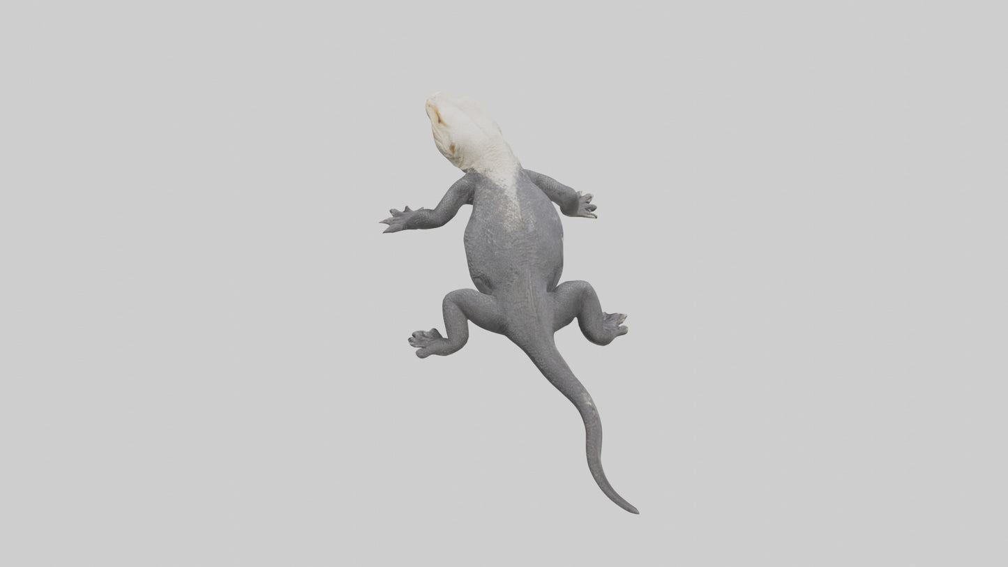 Lace Monitor resting model VR / AR / low-poly