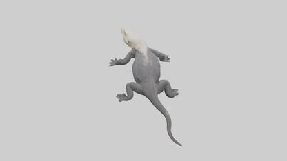 Lace Monitor resting model VR / AR / low-poly