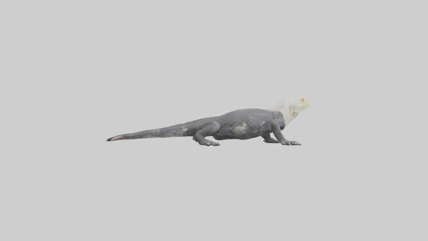 Lace Monitor resting model VR / AR / low-poly