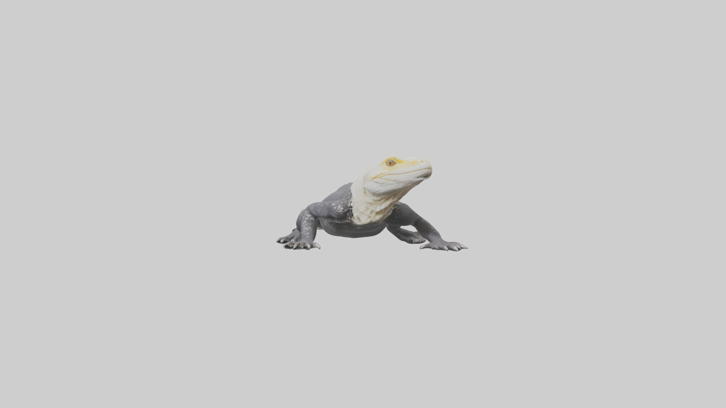 Lace Monitor resting model VR / AR / low-poly