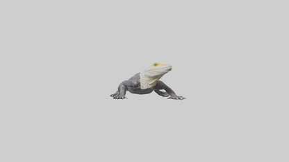 Lace Monitor resting model VR / AR / low-poly