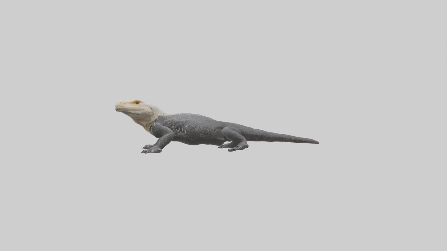 Lace Monitor resting model VR / AR / low-poly
