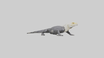 Lace Monitor resting model VR / AR / low-poly