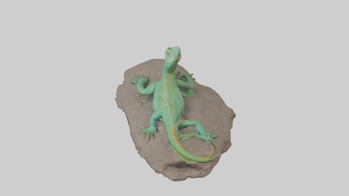 3D model Lacerta Lizard resting model VR / AR / low-poly
