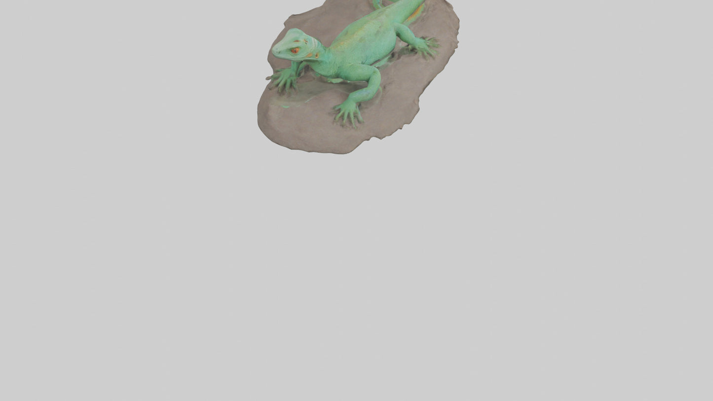 3D model Lacerta Lizard resting model VR / AR / low-poly