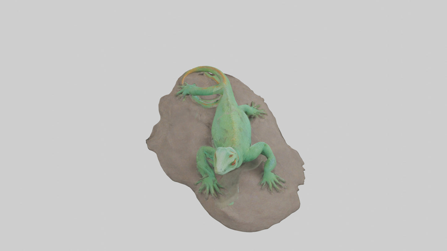3D model Lacerta Lizard resting model VR / AR / low-poly