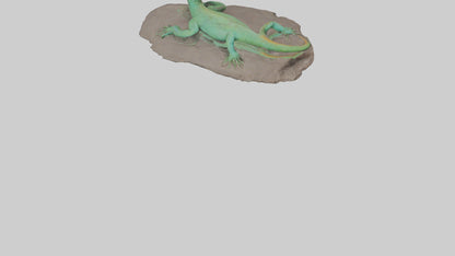 3D model Lacerta Lizard resting model VR / AR / low-poly