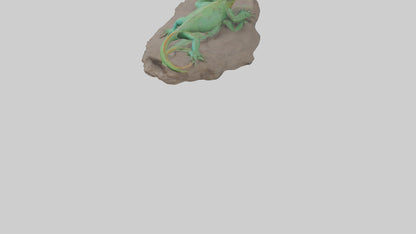 3D model Lacerta Lizard resting model VR / AR / low-poly