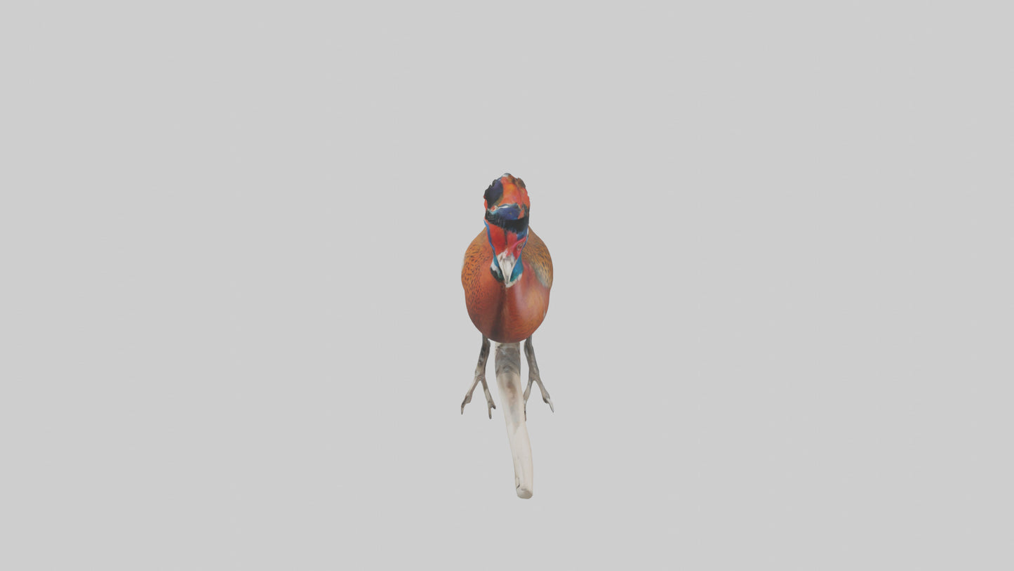 3D model Lady Amhersts Pheasant perched model VR / AR / low-poly