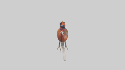 3D model Lady Amhersts Pheasant perched model VR / AR / low-poly