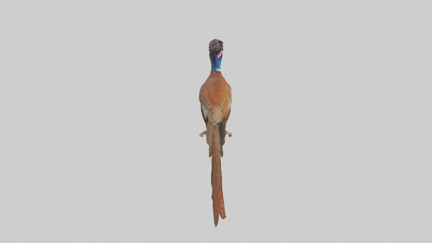 3D model Lady Amhersts Pheasant perched model VR / AR / low-poly