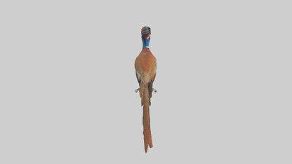 3D model Lady Amhersts Pheasant perched model VR / AR / low-poly