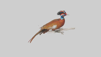 3D model Lady Amhersts Pheasant perched model VR / AR / low-poly