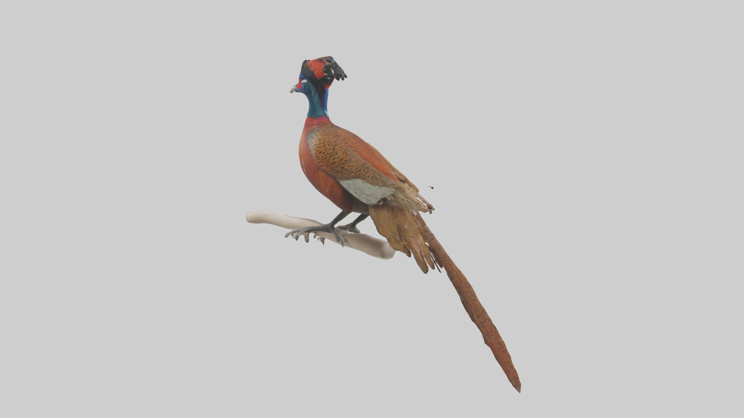 3D model Lady Amhersts Pheasant perched model VR / AR / low-poly