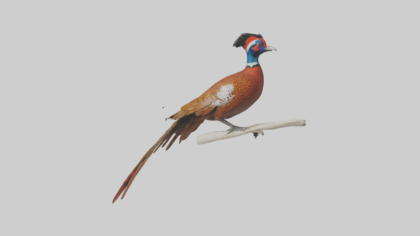 3D model Lady Amhersts Pheasant perched model VR / AR / low-poly