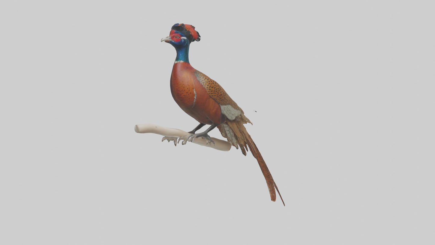 3D model Lady Amhersts Pheasant perched model VR / AR / low-poly
