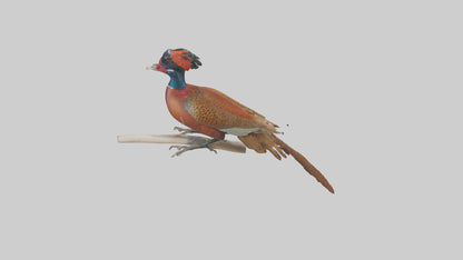 3D model Lady Amhersts Pheasant perched model VR / AR / low-poly