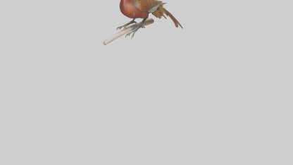 3D model Lady Amhersts Pheasant perched model VR / AR / low-poly