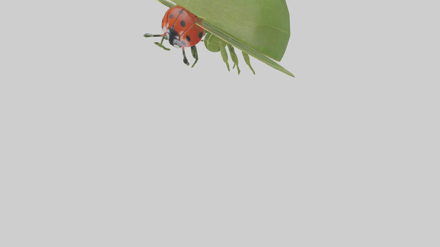 3D model Ladybug climbing leaf model VR / AR / low-poly