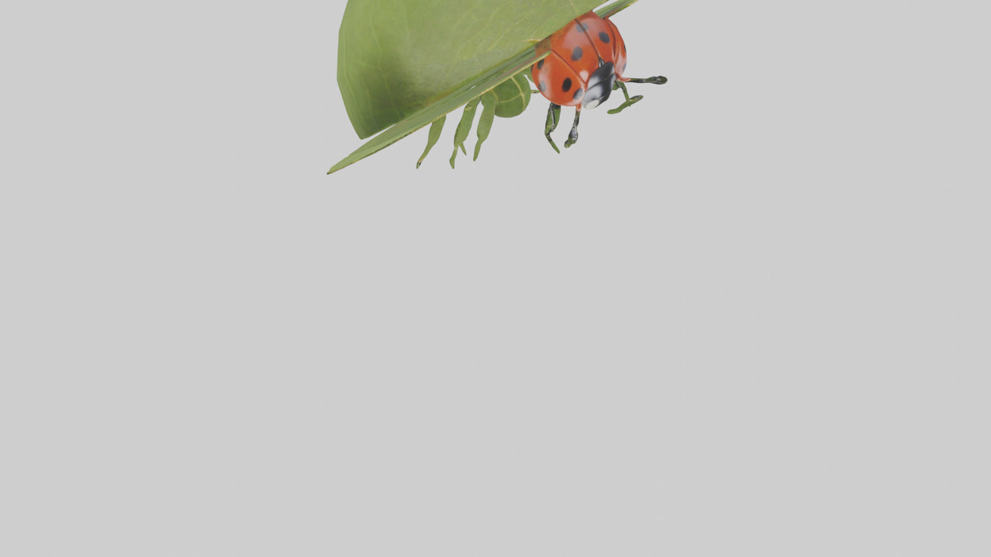 3D model Ladybug climbing leaf model VR / AR / low-poly