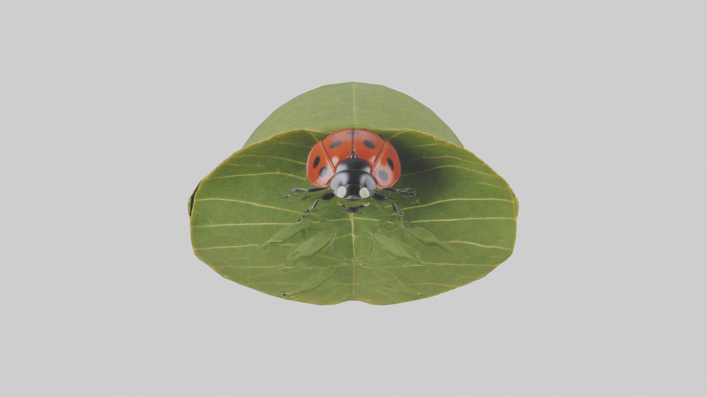 3D model Ladybug climbing leaf model VR / AR / low-poly