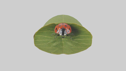3D model Ladybug climbing leaf model VR / AR / low-poly