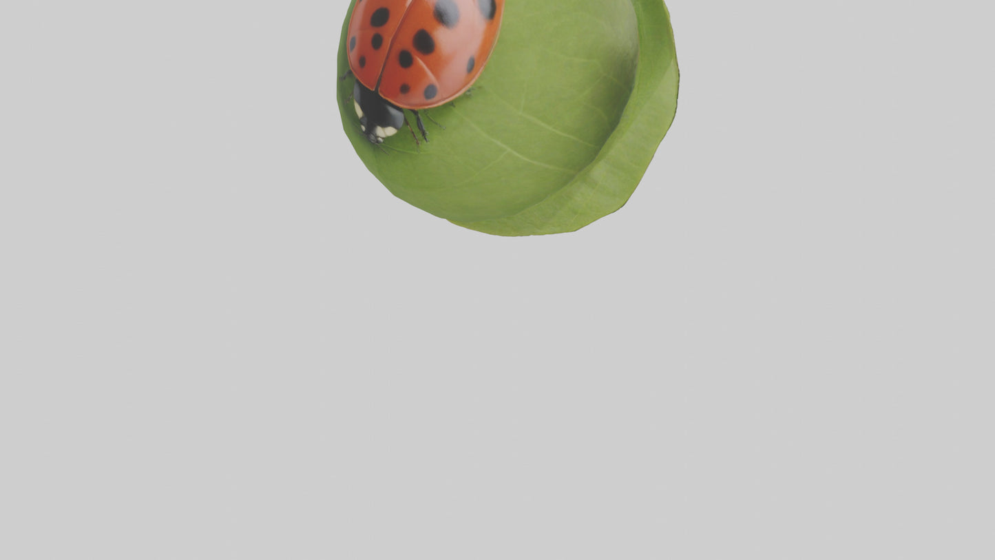 3D model Ladybug climbing leaf model VR / AR / low-poly