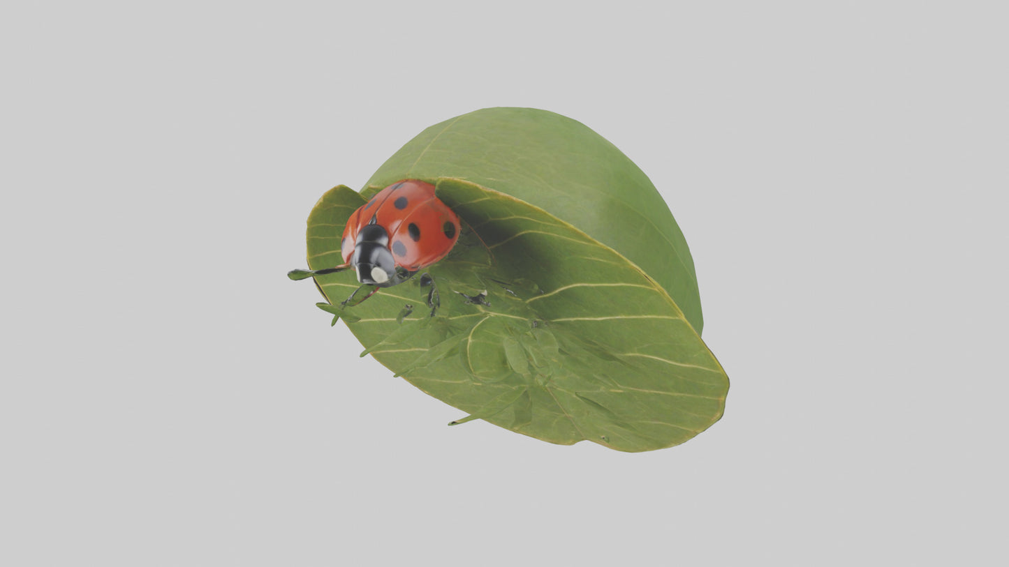 3D model Ladybug climbing leaf model VR / AR / low-poly