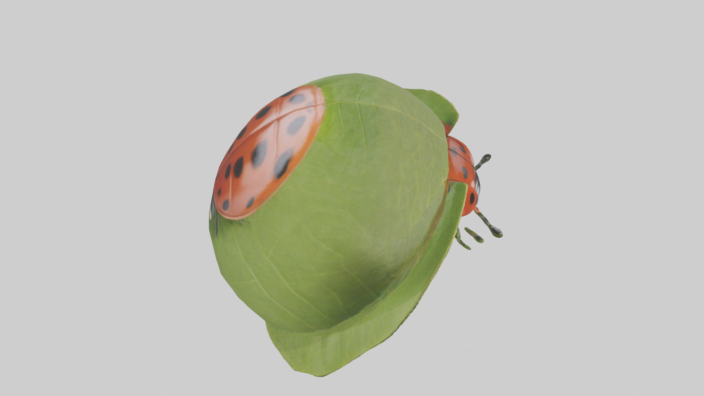 3D model Ladybug climbing leaf model VR / AR / low-poly