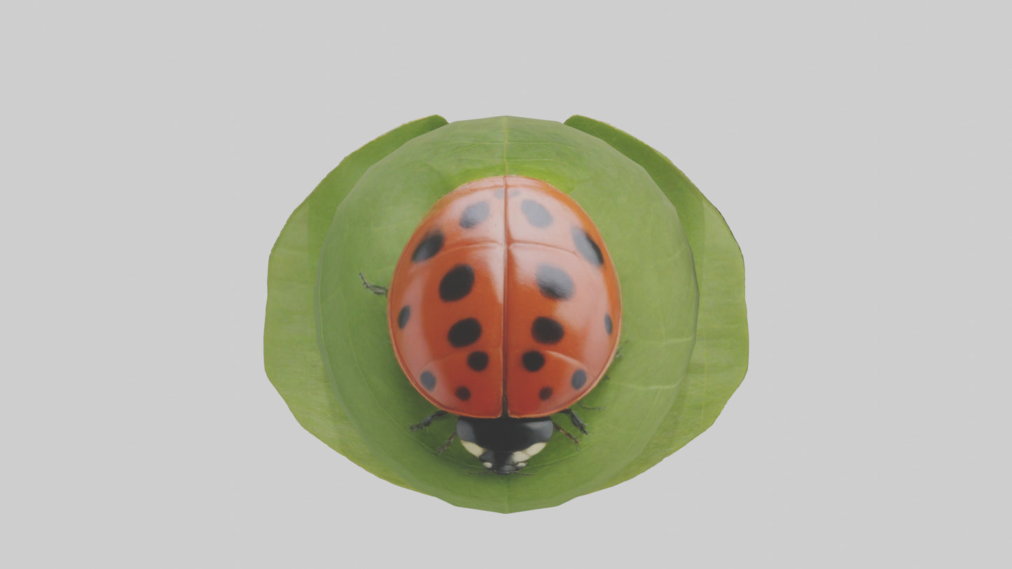 3D model Ladybug climbing leaf model VR / AR / low-poly