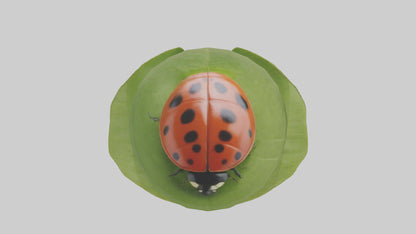 3D model Ladybug climbing leaf model VR / AR / low-poly
