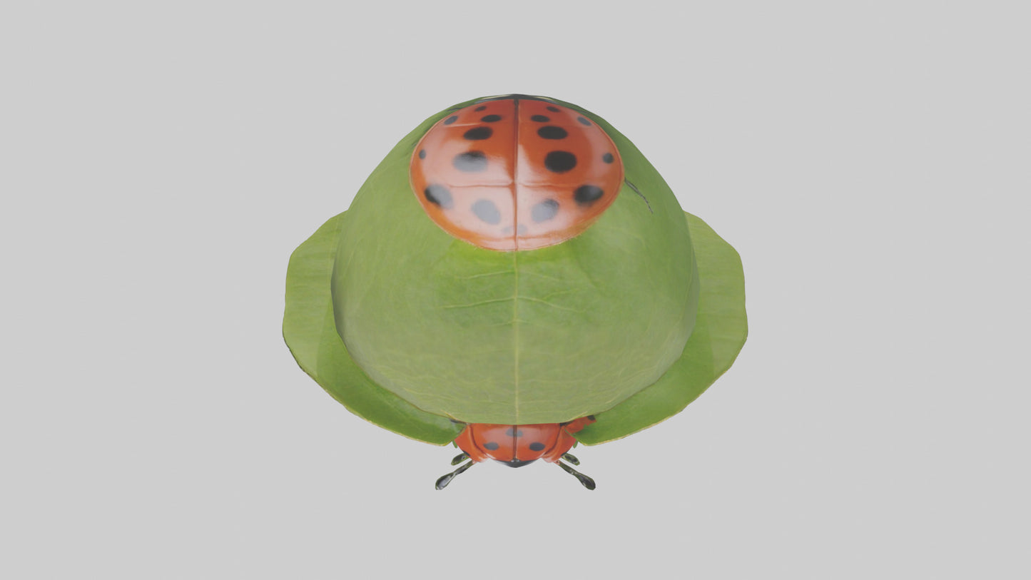 3D model Ladybug climbing leaf model VR / AR / low-poly