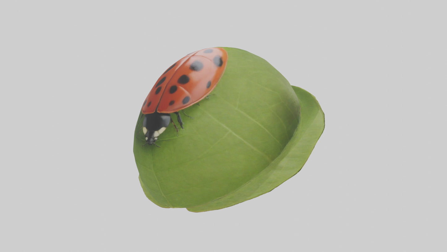 3D model Ladybug climbing leaf model VR / AR / low-poly