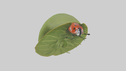 3D model Ladybug climbing leaf model VR / AR / low-poly