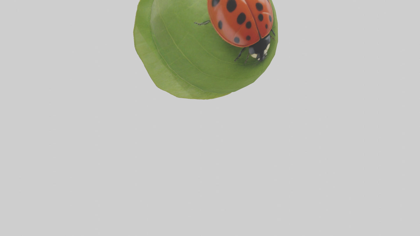 3D model Ladybug climbing leaf model VR / AR / low-poly