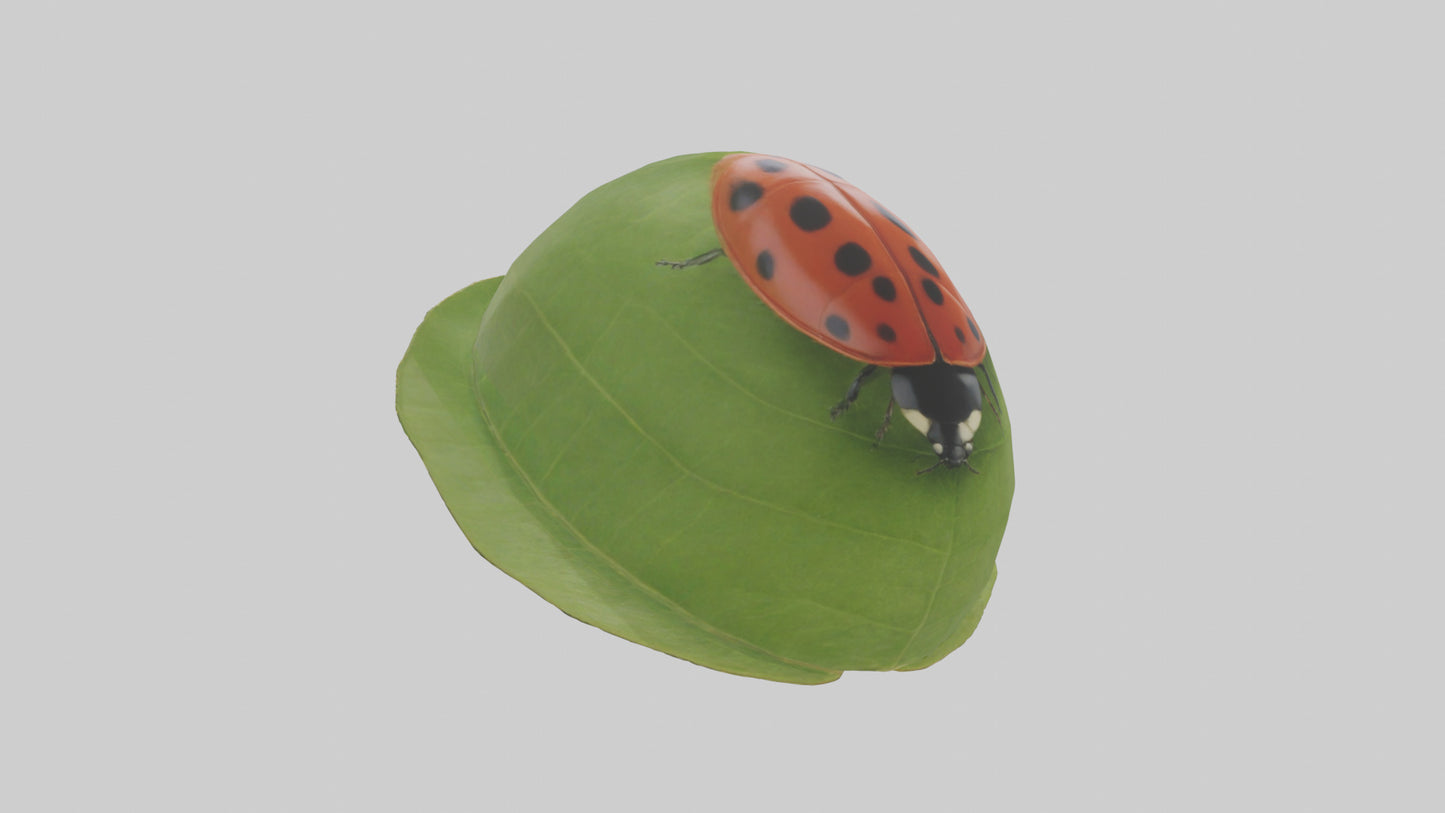 3D model Ladybug climbing leaf model VR / AR / low-poly