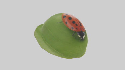 3D model Ladybug climbing leaf model VR / AR / low-poly