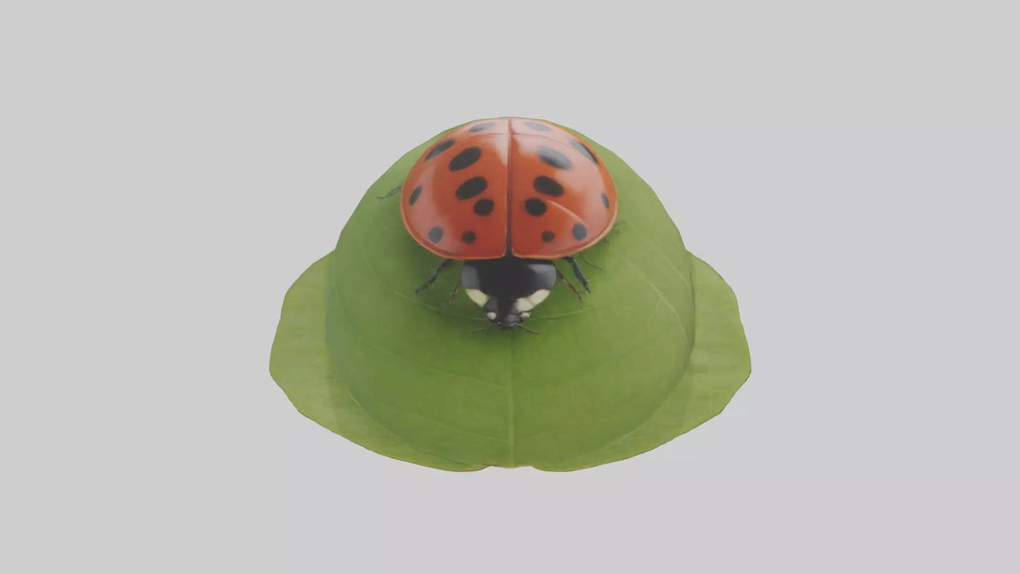 3D model Ladybug climbing leaf model VR / AR / low-poly