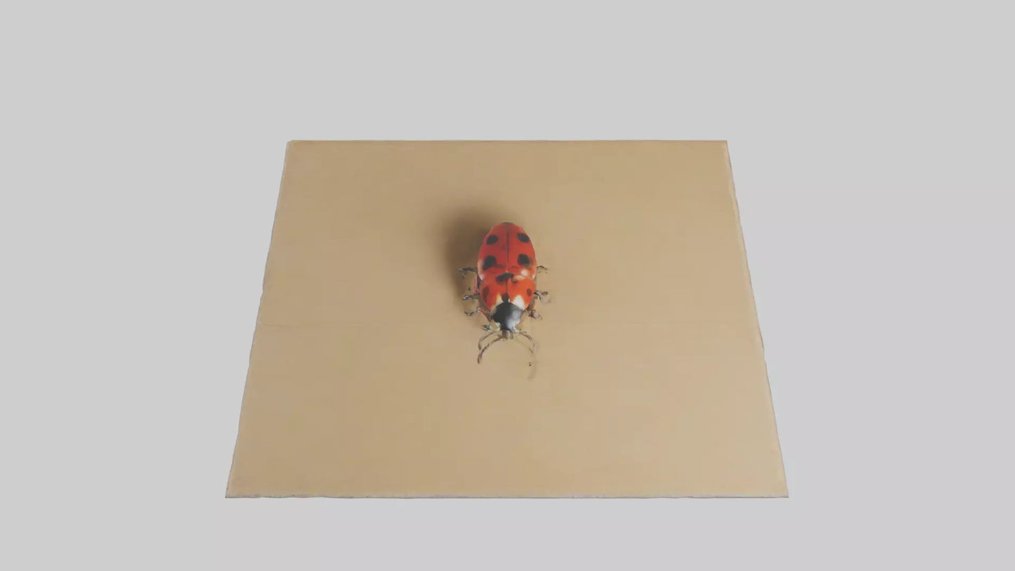 Ladybug sitting model VR / AR / low-poly