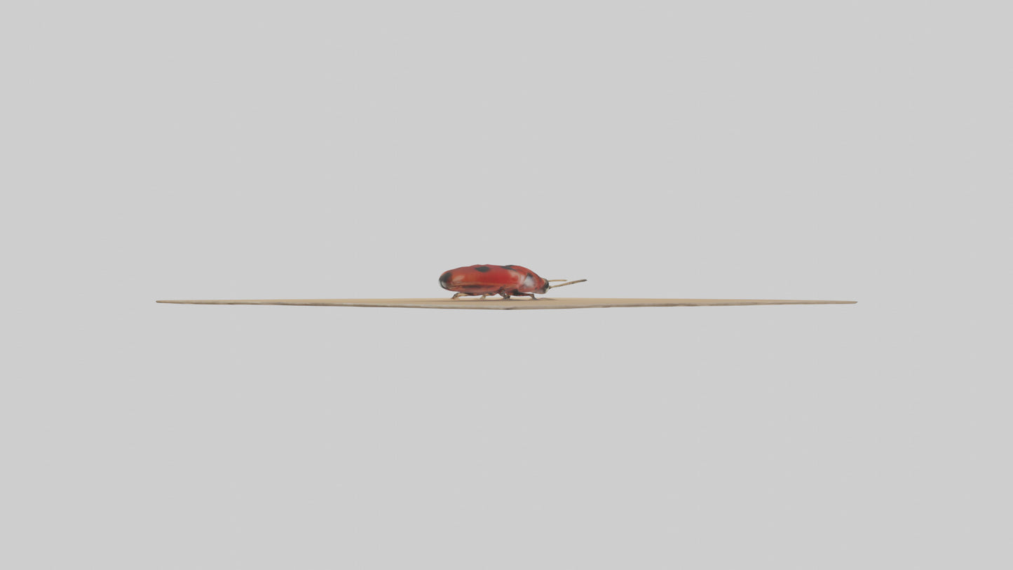 Ladybug sitting model VR / AR / low-poly