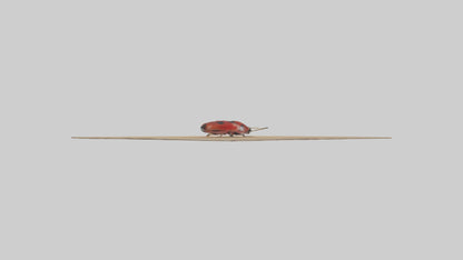 Ladybug sitting model VR / AR / low-poly