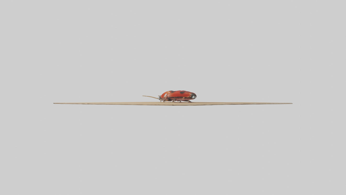 Ladybug sitting model VR / AR / low-poly