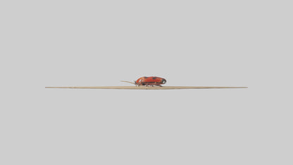 Ladybug sitting model VR / AR / low-poly